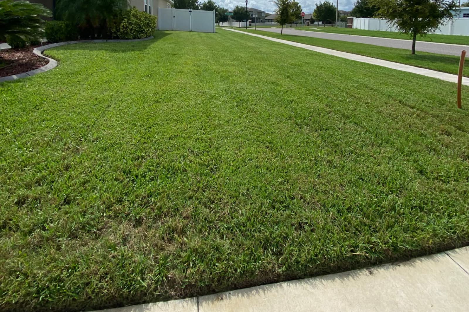 Freshly mowed striped lawn in front of a Tampa Bay home